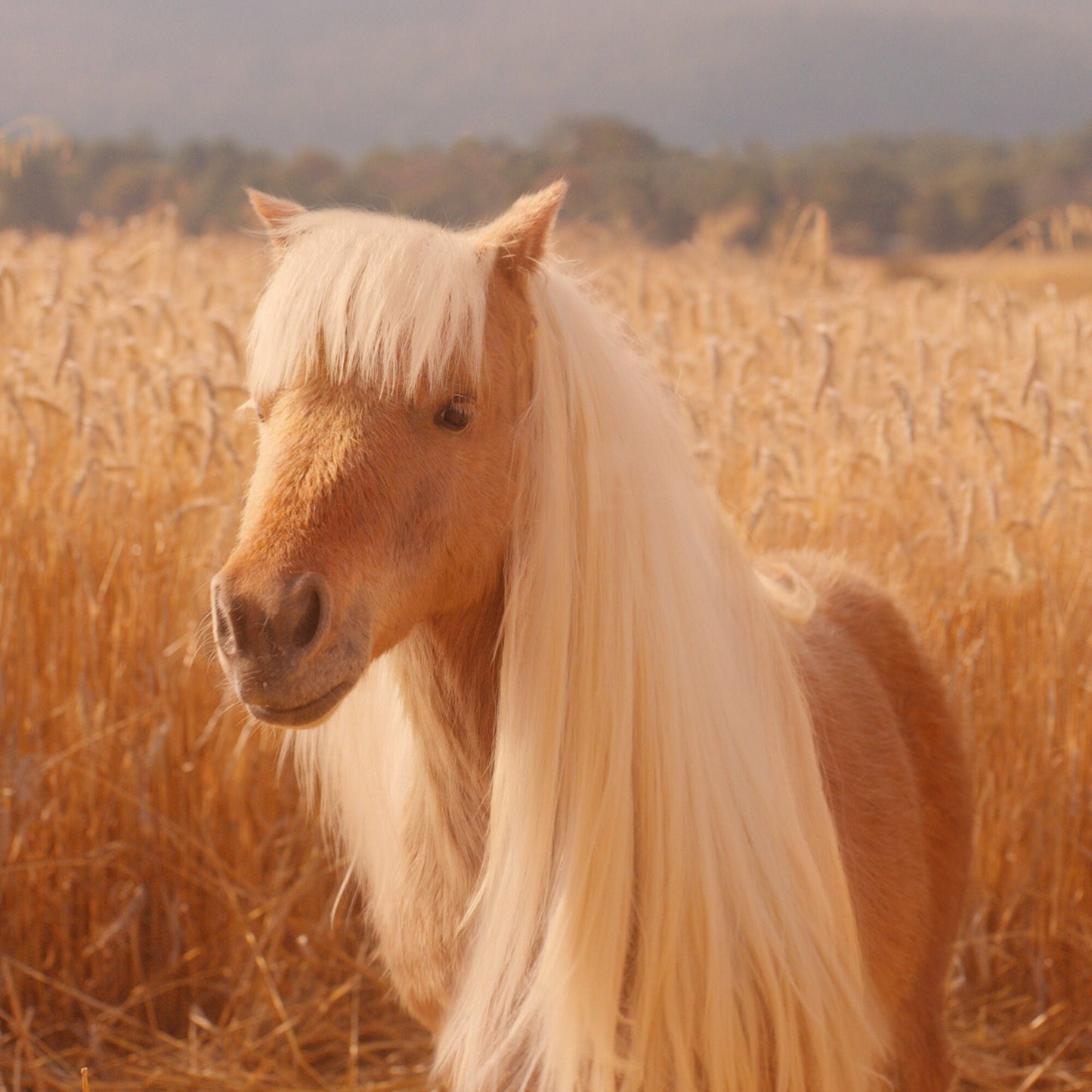 halo-glow-liquid-filter-s1 pony_pdp_2_e2011e9a-b9dd-4967-9b0f-b2fb03df5f80.jpg
